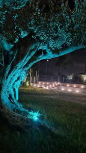 uma vista nocturna para uma árvore com luzes em IL CASALE POMPEIANO em Pompeia