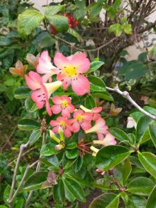 聖菲利普的住宿－Le Palmier，树上一束粉红色的花