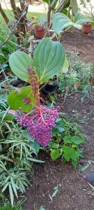 a garden with pink flowers and green plants at Le Palmier in Saint-Philippe