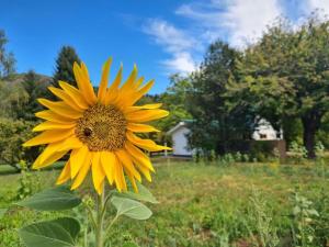 un grand tournesol jaune assis dans un champ dans l'établissement Linaje Hotel Boutique & Relax, à Lago Puelo