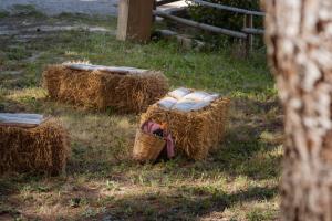 Tiere im Hotel oder in der Nähe