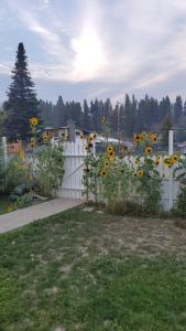 a white fence with a bunch of sunflowers at The Flat Spot in Princeton