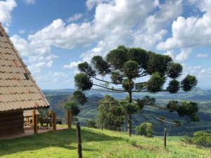 a pine tree on a hill next to a house at Chalés do Gigante in Pardinho