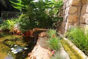 a koi pond in a garden next to a building at fishpond garden place דירת גן ובריכת דגים - תלפיות in Haifa