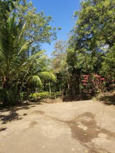 una strada sterrata con alberi e fiori rossi sopra di Hostel Caballo Blanco a Moyogalpa