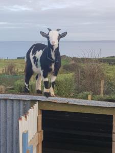 Altri animali domestici presso il bed & breakfast o nei dintorni