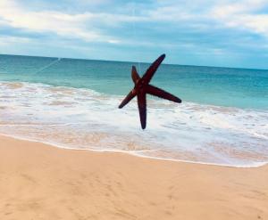 a large starfish flying over a sandy beach at Ca GIOgió in Santa Maria