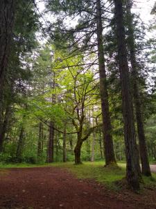 a group of trees in a forest with a dirt road at Blissful Solitude Cottage in Azalea