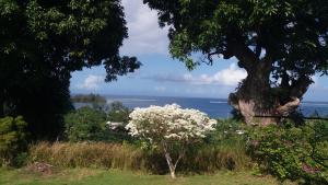 a tree with white flowers in front of the ocean at NoKo home in Mataiea