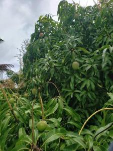 a tree with lots of green fruit on it at The Local Experience-Zaboka Apartment in Choiseul