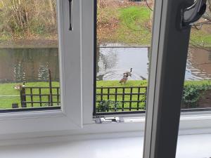 a window with a view of a bird on a fence at Ensuite room in Thamesmead