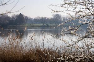 un lago con anatre che nuotano in acqua di Ensuite room a Thamesmead