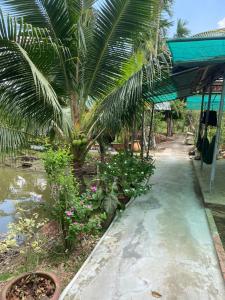 a walkway with a palm tree and some plants at Ba Hung homestay in Ấp Hòa Phú (2)
