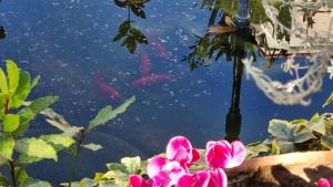 un laghetto con pesci rossi che nuotano in acqua di Villa Camilla - TINY - EXCLUSIVE POOL a Lucca Altre 27 foto