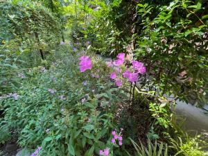 Mary's Place - Studio surrounded by nature but close to High Point外面的花园