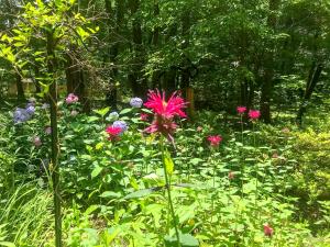 Mary's Place - Studio surrounded by nature but close to High Point外面的花园
