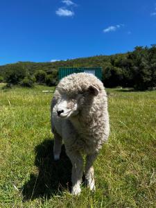 una oveja parada en el césped en un campo en Casa de campo altos de salamanca en Aiguá