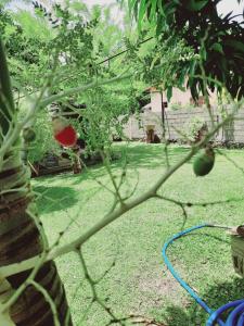 a tomato tree with a hose attached to it at JD Resort in Anuradhapura