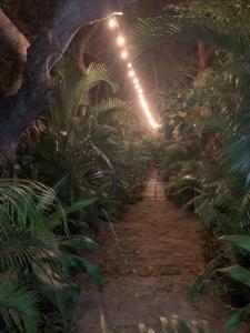 a path through a jungle with palm trees at night at R A GUEST HOUSE PEMBA in Pemba