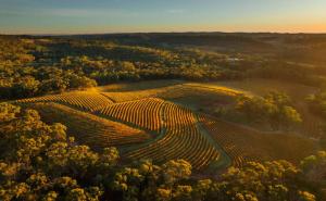 an aerial view of a vineyard at sunset at Skillogalee Estate in Clare
