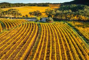 an aerial view of a field of crops at Skillogalee Estate in Clare