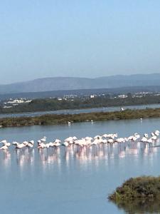 um bando de flamingos cor-de-rosa na água em Charmante petite maison à proximité de la plage em Palavas-les-Flots
