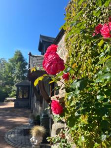 un cespuglio di rose rosse accanto a un edificio di Awakening Alchemy Retreat Centre a Inverurie