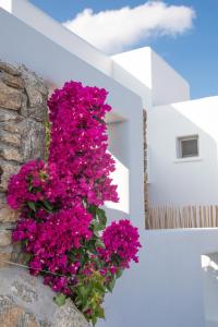 a bunch of pink flowers on a white wall at The Summit of Mykonos in Kalo Livadi