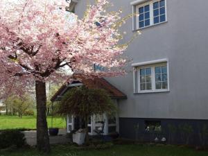 a pink flowering tree in front of a house at Holiday apartment La Maisonannette in Vinningen