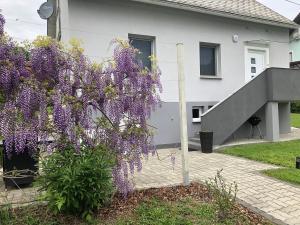 um arbusto de glicínias em frente a uma casa em Haus Söding em Soding