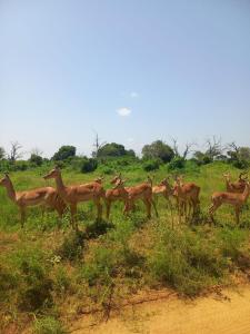 una manada de gacelas de pie en un campo en Villa Natasha Jua en Watamu