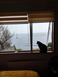 een kat op een vensterbank met uitzicht op de oceaan bij Habitacion doble con baño privado y vista al mar in Valdivia