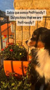 馬爾科德卡納維澤斯的住宿－dourobluehouse，狗坐在花盆旁