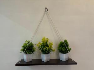 three potted plants on a shelf on a wall at Rukmani Villas Group of Rukmani home stay in Mathura