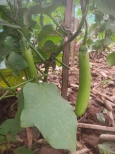 un piment chili vert poussant sur une plante dans l'établissement Prakruthi Niketa farm stay, à Meenangadi