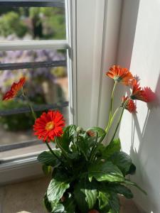um vaso cheio de flores vermelhas sentado ao lado de uma janela em Appartement 1 chambre et Mezzanine em Hargeville