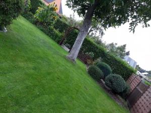 a tree sitting on top of a lush green yard at Geräumige 5 Zimmerwohnung in Peitz