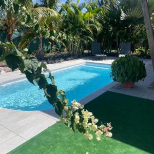 basen z rośliną przed nim w obiekcie magnifique villas capucines avec piscine w mieście Port-Louis