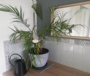 dos plantas sentadas en un mostrador en un baño en Sweet home en plein coeur de Quimper, en Quimper