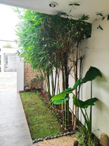 una fila di piante di bambù accanto a una parete di Mi Espacio a Mérida