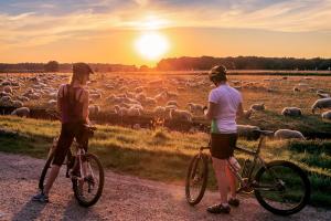 due persone in bicicletta che guardano un branco di pecore di Schitterend 4 persoons Tinyhouse met HOTTUB aan de bossen in Putten 4-16 a Putten