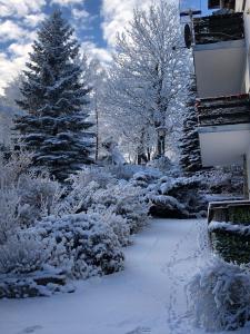 einen schneebedeckten Hof mit einem Weihnachtsbaum und Bäumen in der Unterkunft Azyl Karpacz in Karpacz