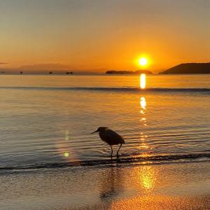 a bird standing on the beach at sunset at Casa 300 m Praia Jabaquara in Paraty