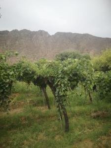 a bunch of vines on a field with mountains in the background at Mañana campestre in Chilecito