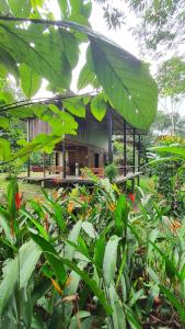 Zahrada ubytování Amazona Lodge