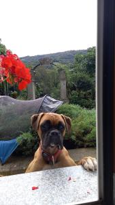 Fotografie z fotogalerie ubytování El Urogallo v destinaci Noceda