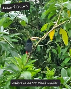 un pájaro sentado en una rama en un árbol en Sendero de las aves, en Mindo
