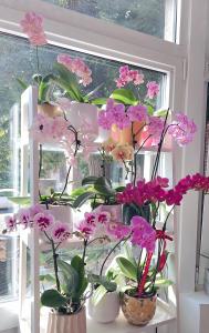 Fotografie z fotogalerie ubytování Mes Caprices B&B Villa Mosan Bord de Meuse v destinaci Namur