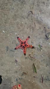 Fotografie z fotogalerie ubytování Butterfly Rose Beach Resort Phú Quốc Francophone v destinaci Phu Quoc