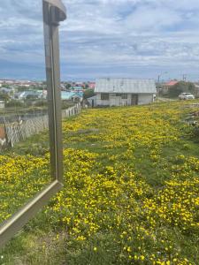 a window view of a field of yellow flowers at Cabañas Porvenir Tierra del Fuego in Porvenir